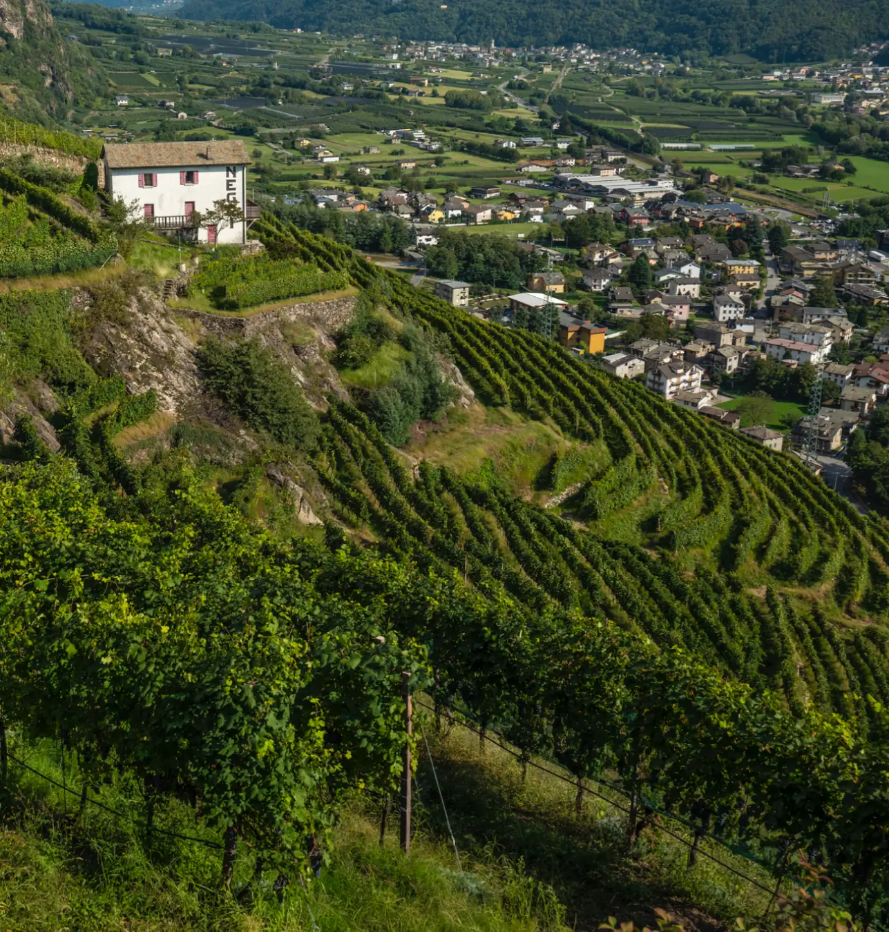 Frederick Wildman Vineyards