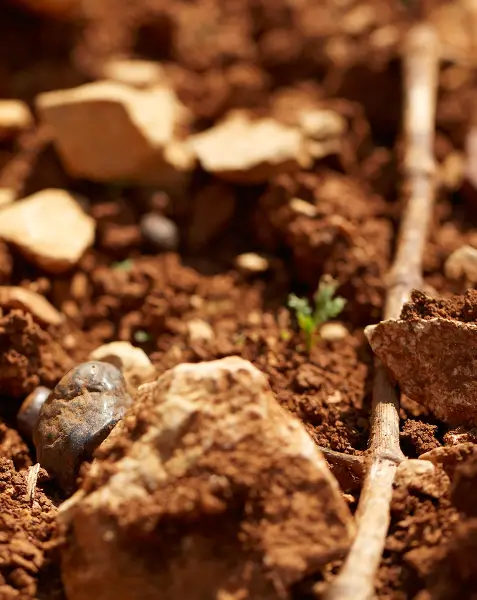 Frederick Wildman Vineyards